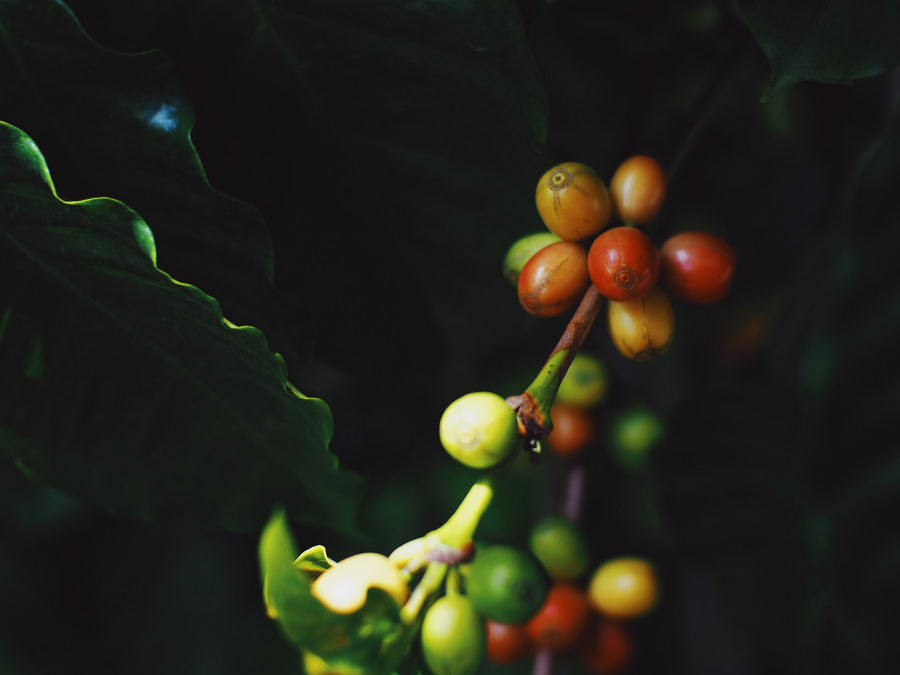Arabica