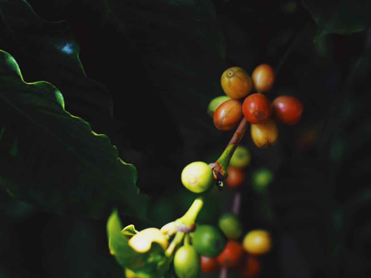 Arabica